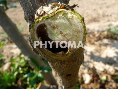 Apate monachus
